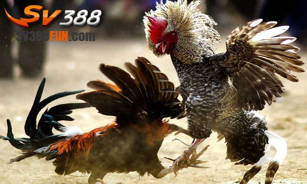 Hướng dẫn cách người chơi có thể đăng nhập vào 88Bet bằng điện thoại di động - 88Bet
